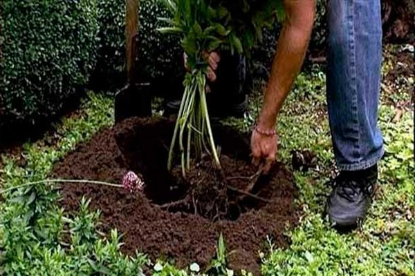 planting clematis in the fall