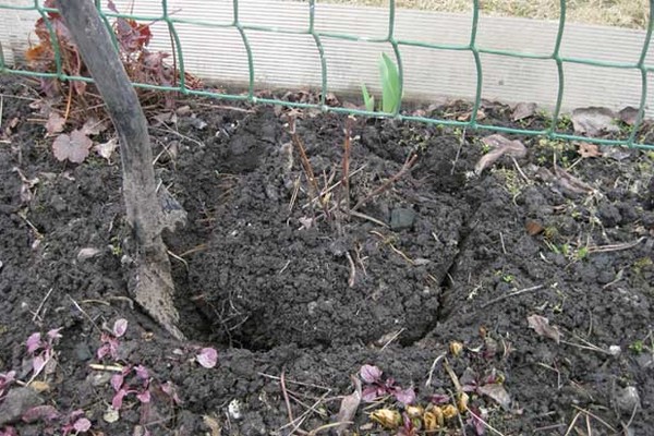 planting clematis in the fall