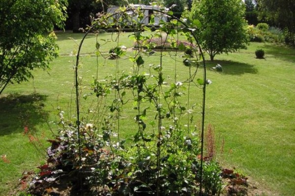 planting clematis in the fall