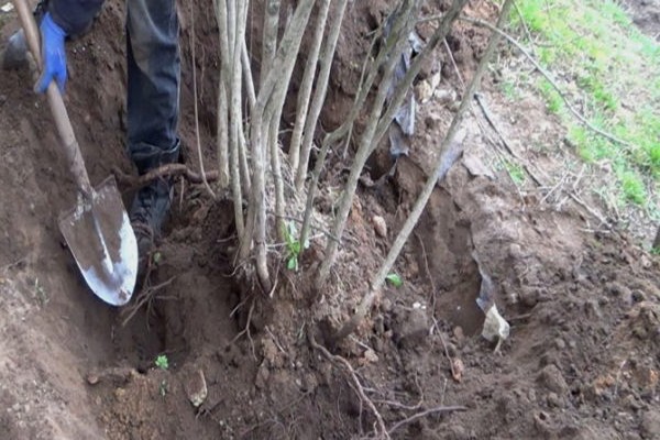 mountain ash black-fruited planting + and care