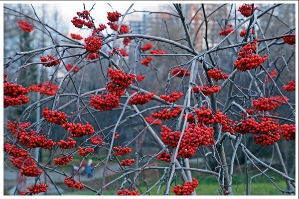 mountain ash red planting