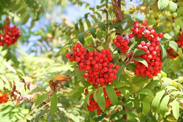 rowan planting + and care