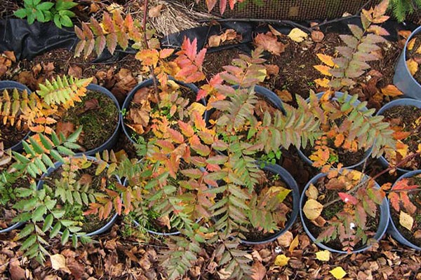 planting rowan in autumn