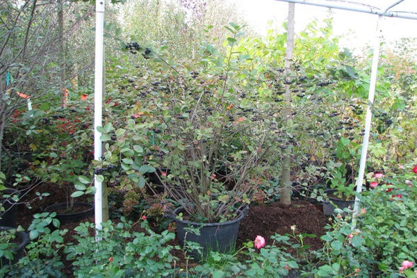 rowan planting + and care + in the open field