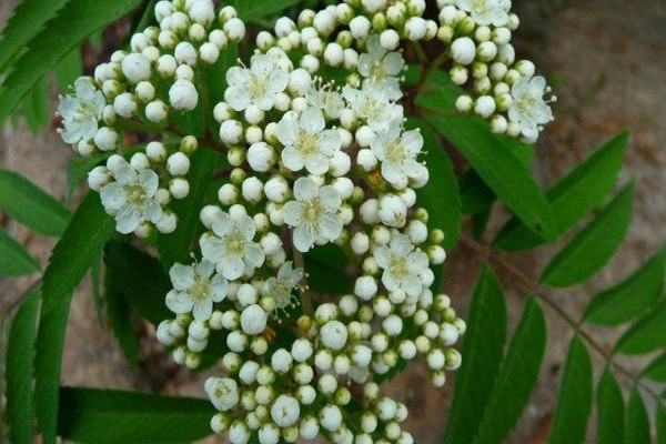 rowan planting + and care + in the open field