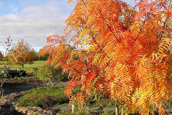 mountain ash red planting