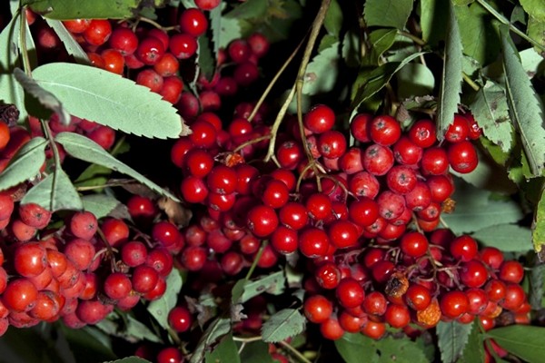 mountain ash black-fruited planting + and care