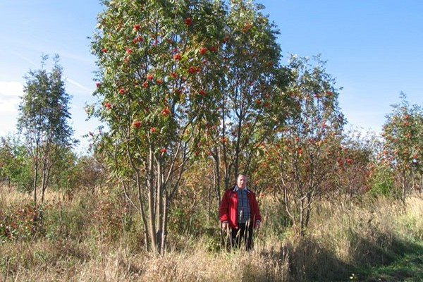 rowan planting + and care