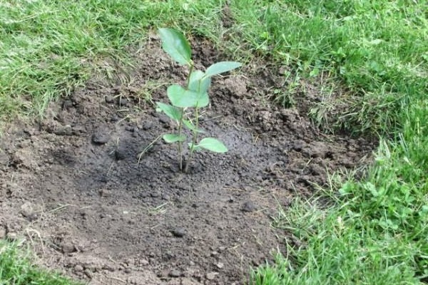 mountain ash black-fruited planting + and care