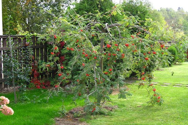 rowan planting + and care