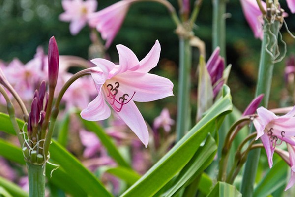 Garten Crinum