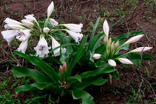 crinum photo