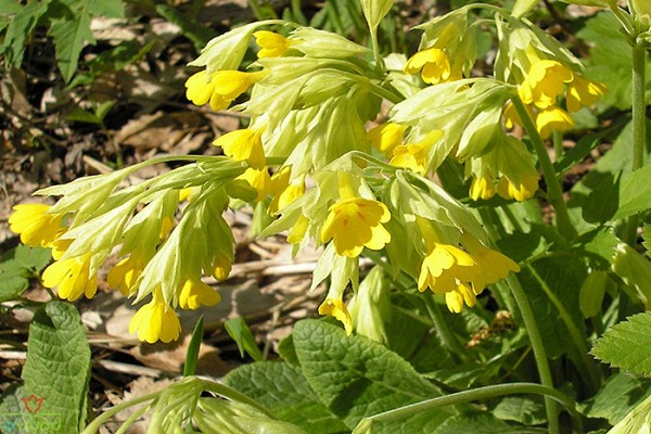 primrose perennial