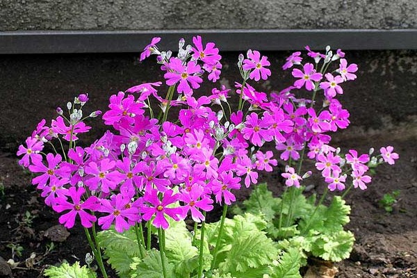 planting primrose