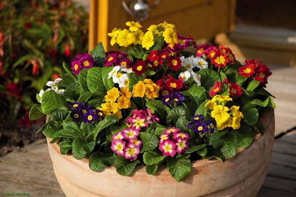 bulaklak na primrose