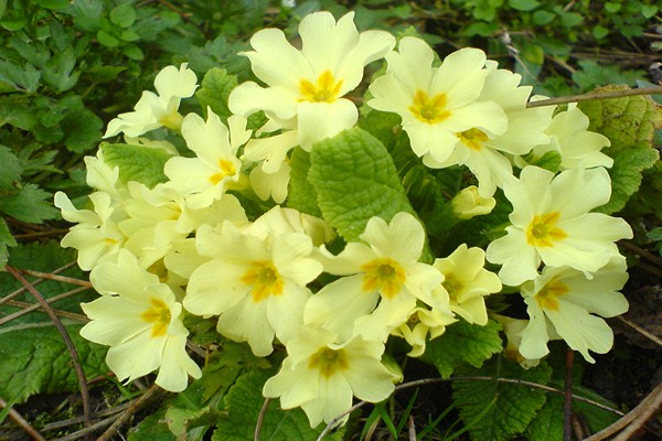 planting primrose