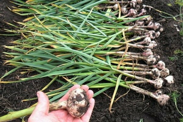 wann man Knoblauch aus dem Garten entfernt