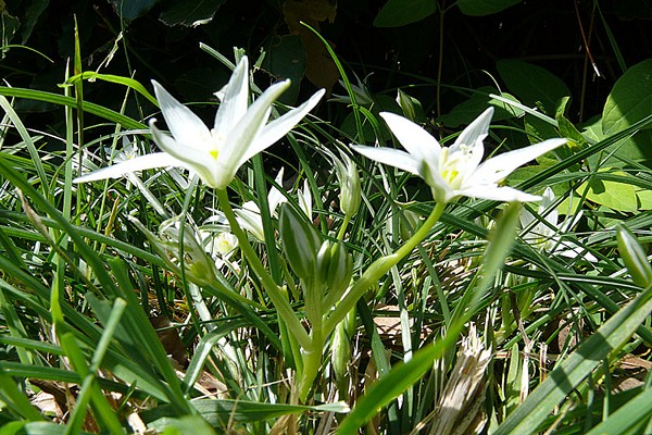 Vogelhaus Blume