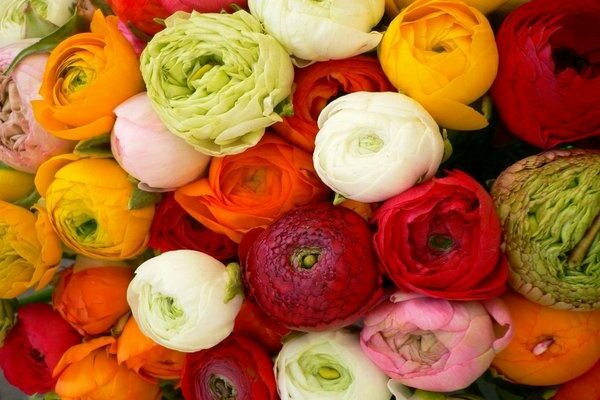 Ranunculus photo