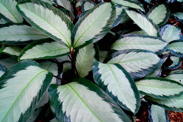 variétés de calathea