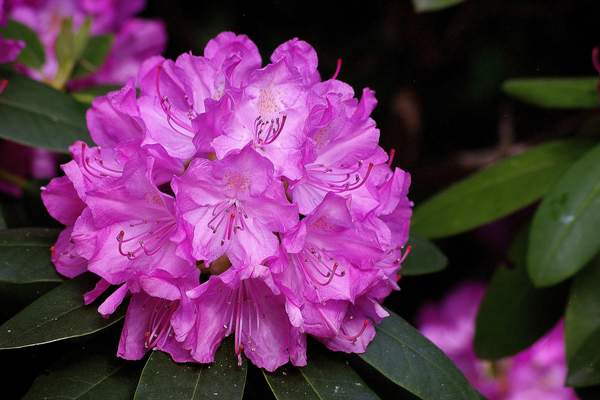 Rhododendron photo