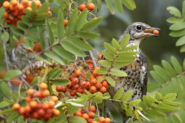 mountain ash sort beskrivelse foto anmeldelser