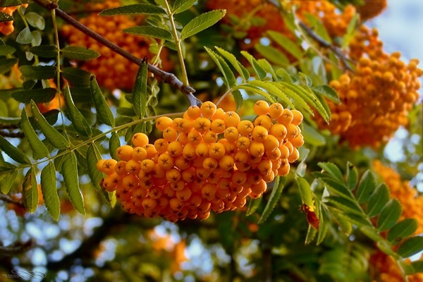 Choosing a rowan variety