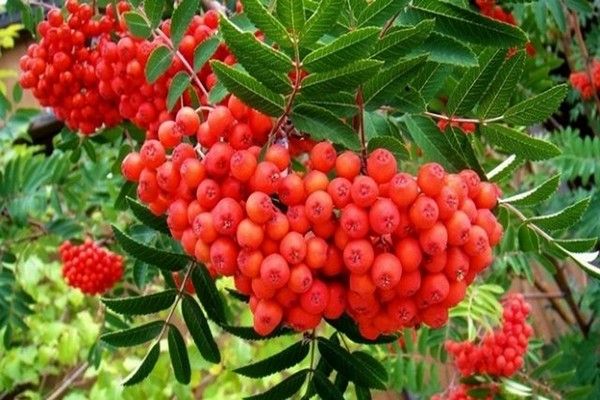 rowan varieties description photo