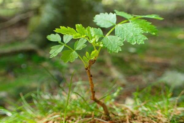 Rowan oak-leaved photo