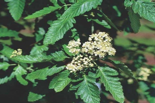 Rowan oak-leaved na larawan