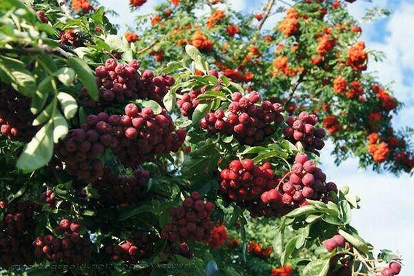 Larawan ng Rowan Pomegranate