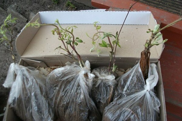 clematis planting