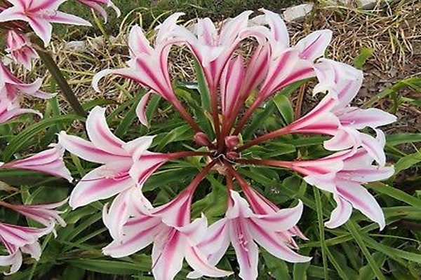 Crinum gewellt