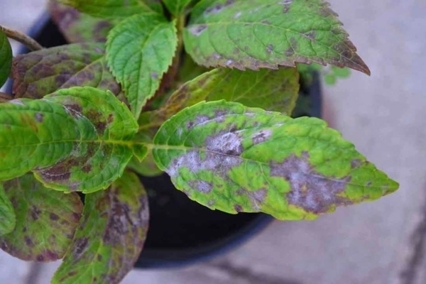 hydrangea disease