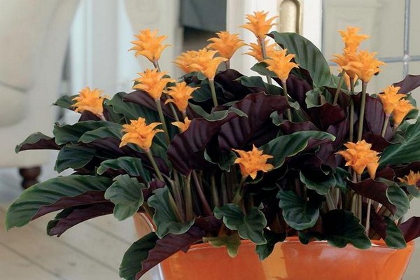 variétés de calathea