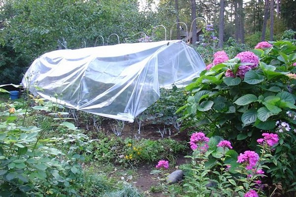 hydrangea photo