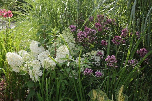 perennial na may hydrangea