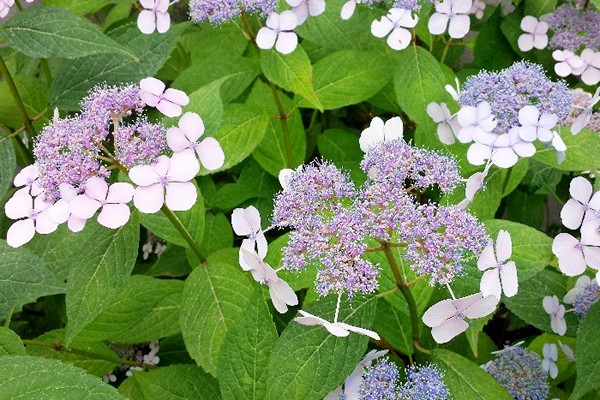 hydrangea