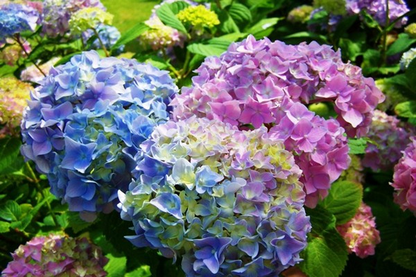 perennial na may hydrangea