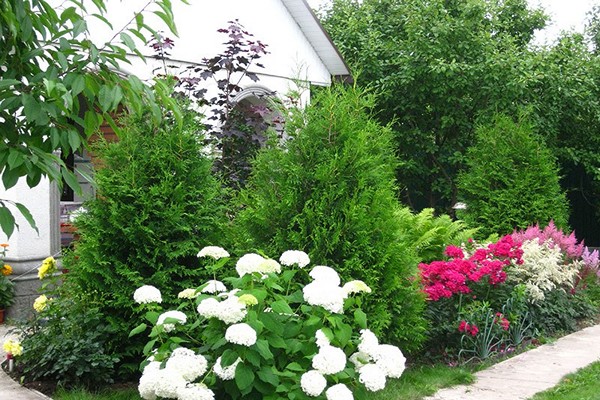 panicle hydrangea