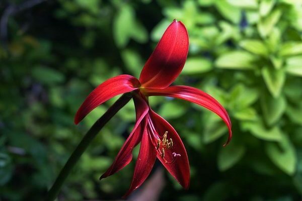 Sprekelia photo