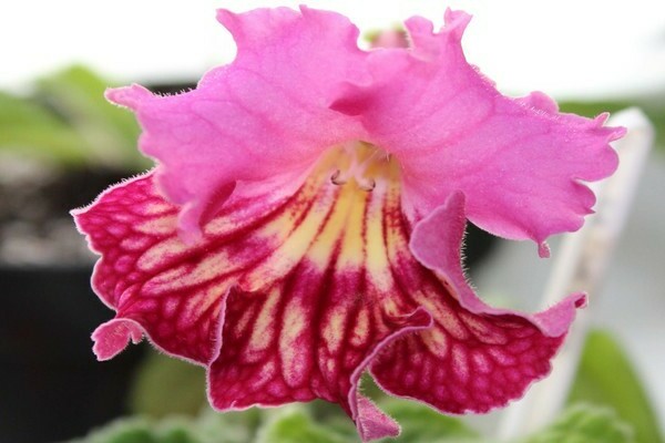 Streptocarpus photo