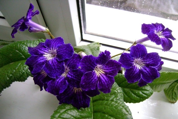 Streptocarpus photo