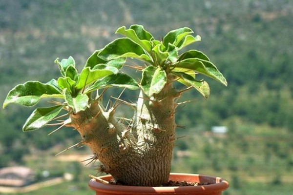 larawan ng pachypodium