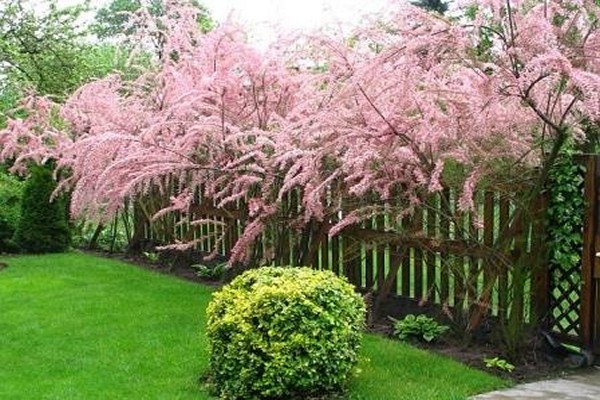 elegant bush tamarix