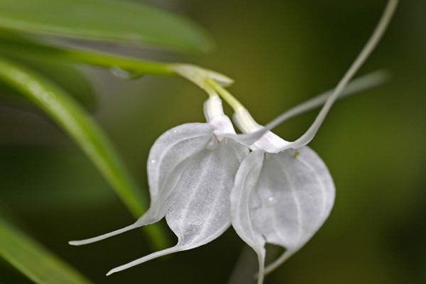 Masdevallia