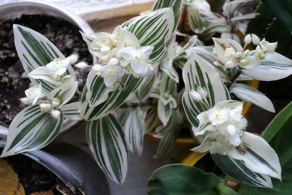 Tradescantia photo