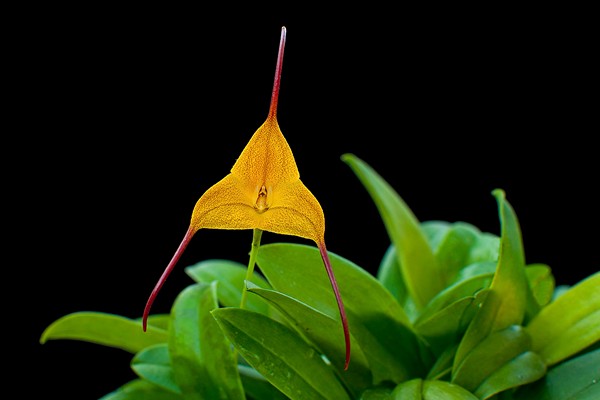 Masdevallia