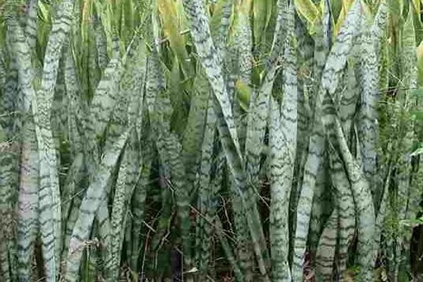 Sansevieria varieties