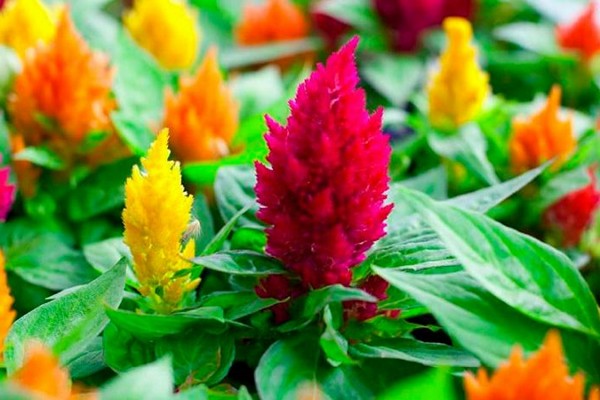 flower of celosia